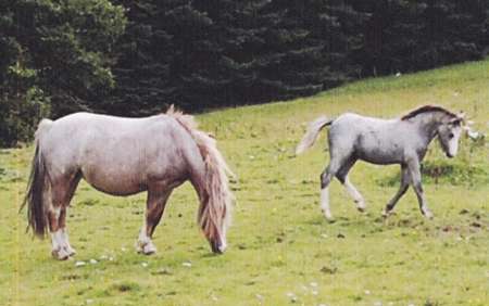Cariad & Comet