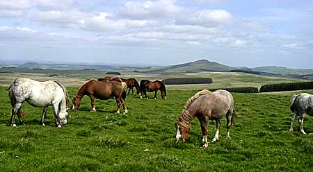 Mares grazing on the moor at Stonedge