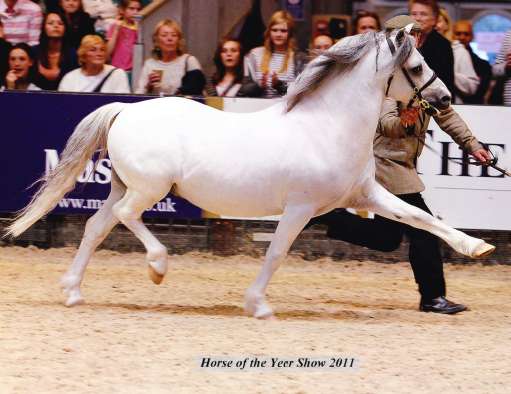Stonedge Samuel - HOYS 2011