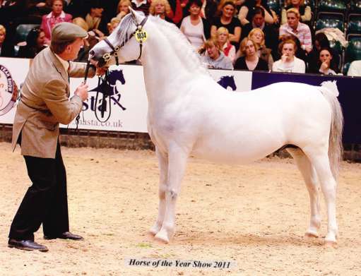 Stonedge Samuel - HOYS 2011